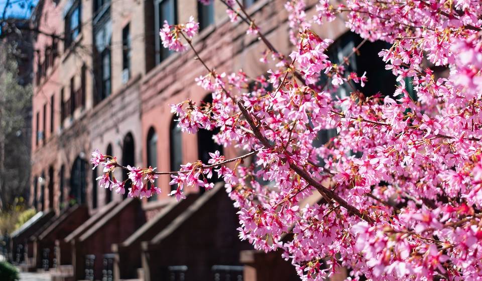 When Do Cherry Blossoms Bloom In NYC? 2025 Predictions Feel A Bit Grim