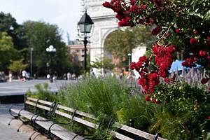 Beautiful Red Flowers on a Tree at Washington Square Park in New York City during the Summer