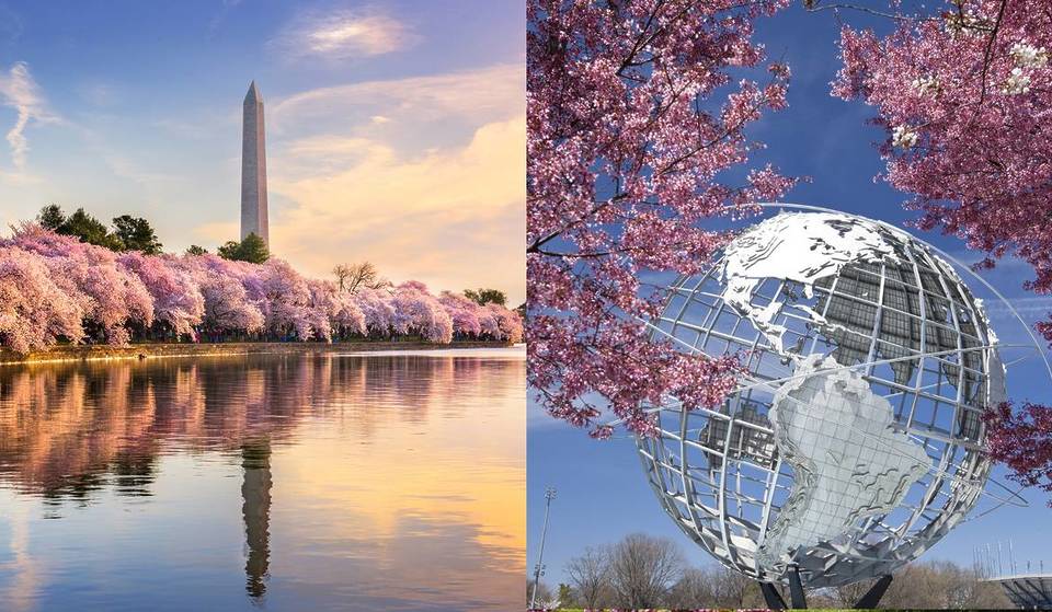 The NYC-to-DC Cherry Blossom Trip Everyone Is Taking—Here’s How to Do It Right