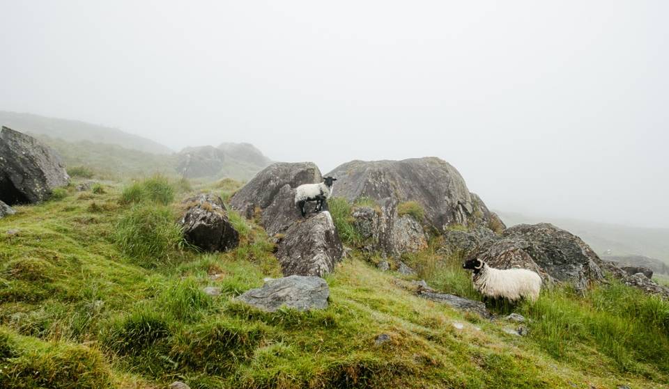 Deze Ierse eilanden met schattige schapen betalen 90.000 dollar om er te komen wonen