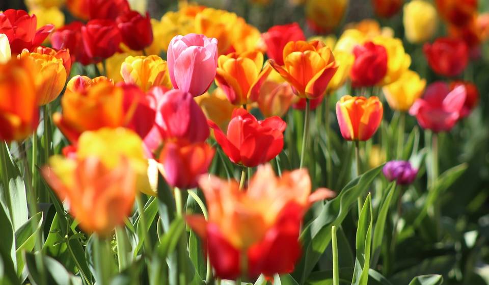Een enorm tulpenfestival met 1 miljoen bloemen begint dit weekend op 1,5 uur van NYC