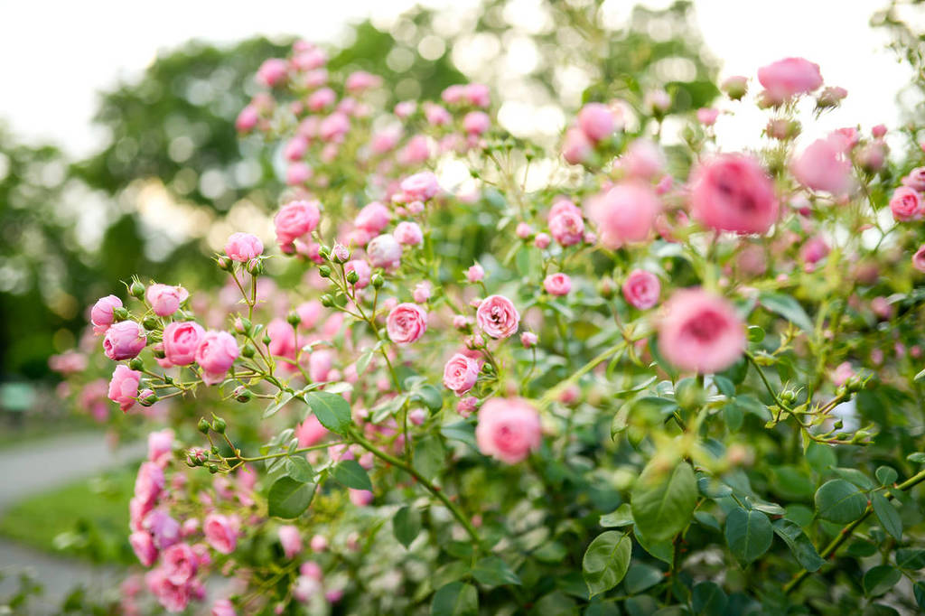 Botanische tuin Queens