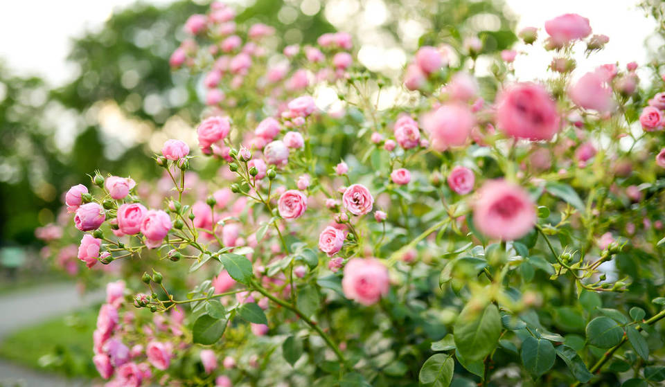 Celebrate Summer At Queens Botanical Garden With These Fun June Activities