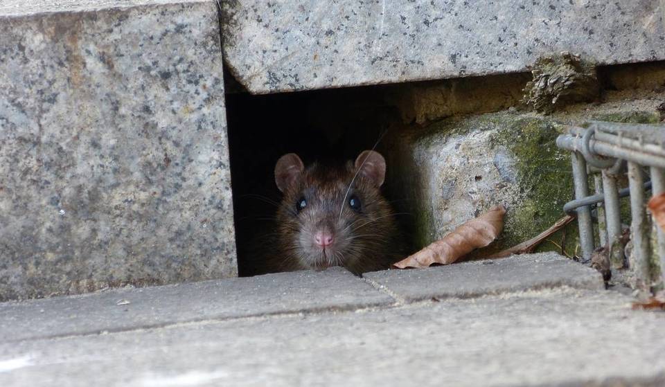 They May Look The Same, But Uptown And Downtown Rats Are DNA Divergent