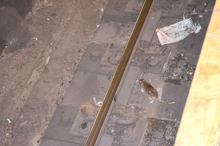 NYC Uptown And Downtown Rats Are DNA Divergent