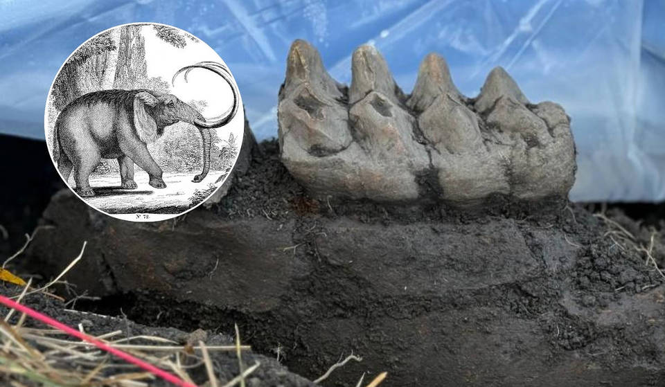 Here’s Where You Can See The Entire Dinosaur Jaw That A NY Homeowner Found In Its Backyard