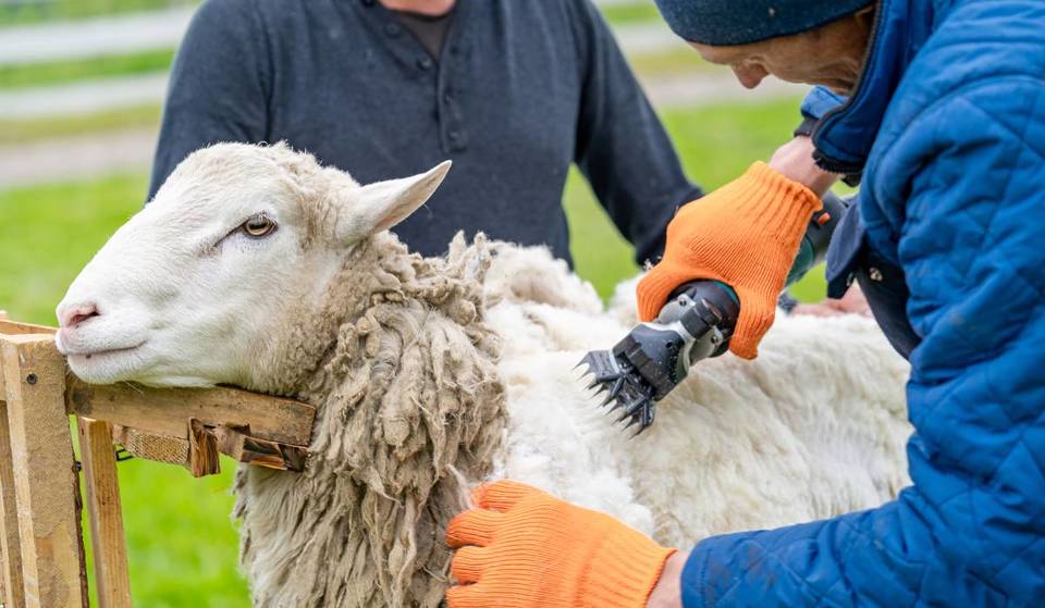 Watch Sheep Get Their Spring Haircuts This Weekend At NYC’s Only Sheep Shearing Festival