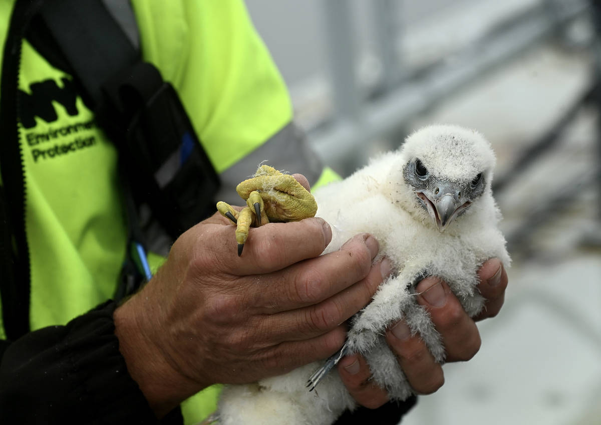 Tres adorables polluelos de halcón peregrino acaban de nacer en el ...