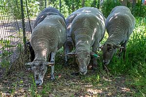governors island sheep