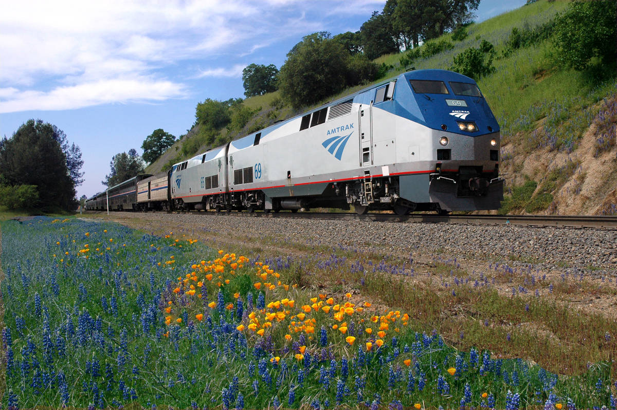 Amtrak train passing through a field of flowers in California