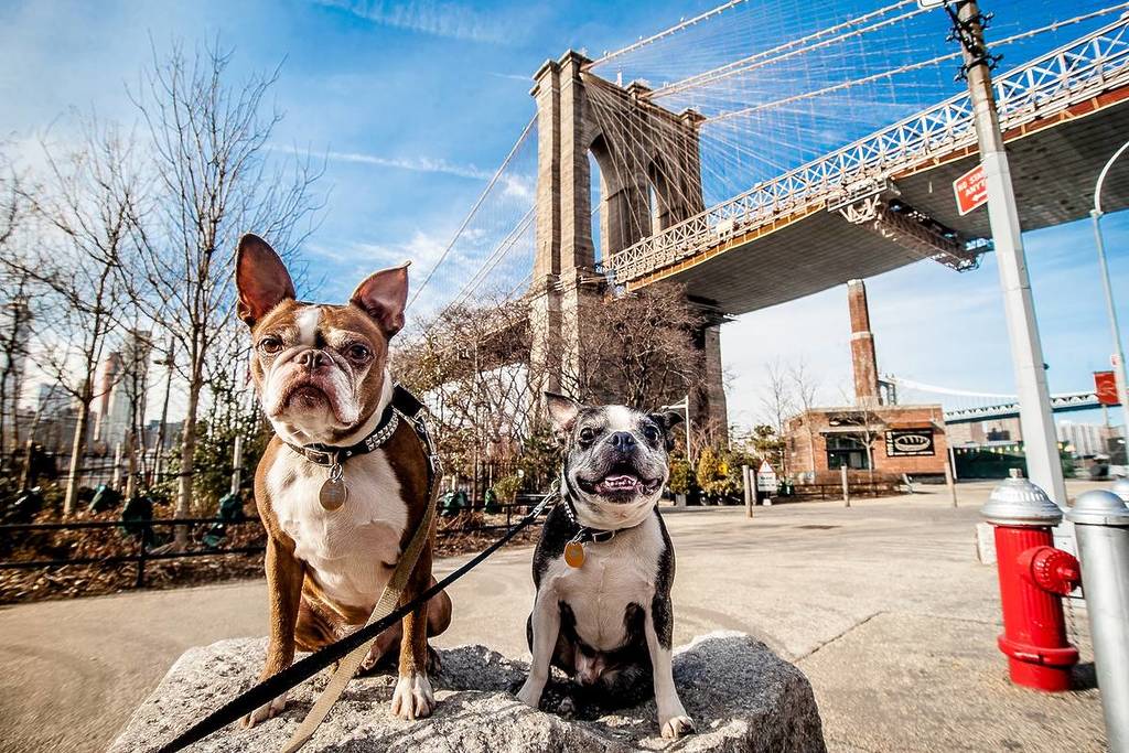 Twee honden zitten op een rots voor de Brooklyn Bridge, New York City.