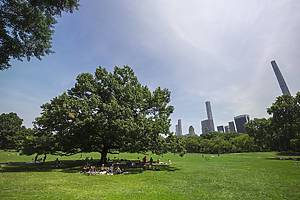 NEW YORK, NEW YORK – JULY 24:  People sit down and relax under the big tree in Sheep Meadow at Central park, amid a heat wave on July 24, 2022 in New York City. The heat wave continues to affect the five boroughs, with a heat advisory in place until 8 pm on July 24.