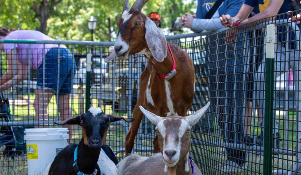 Treffen Sie die 5 bezaubernden Ziegen, die an NYCs wildestem Essenswettbewerb teilnehmen