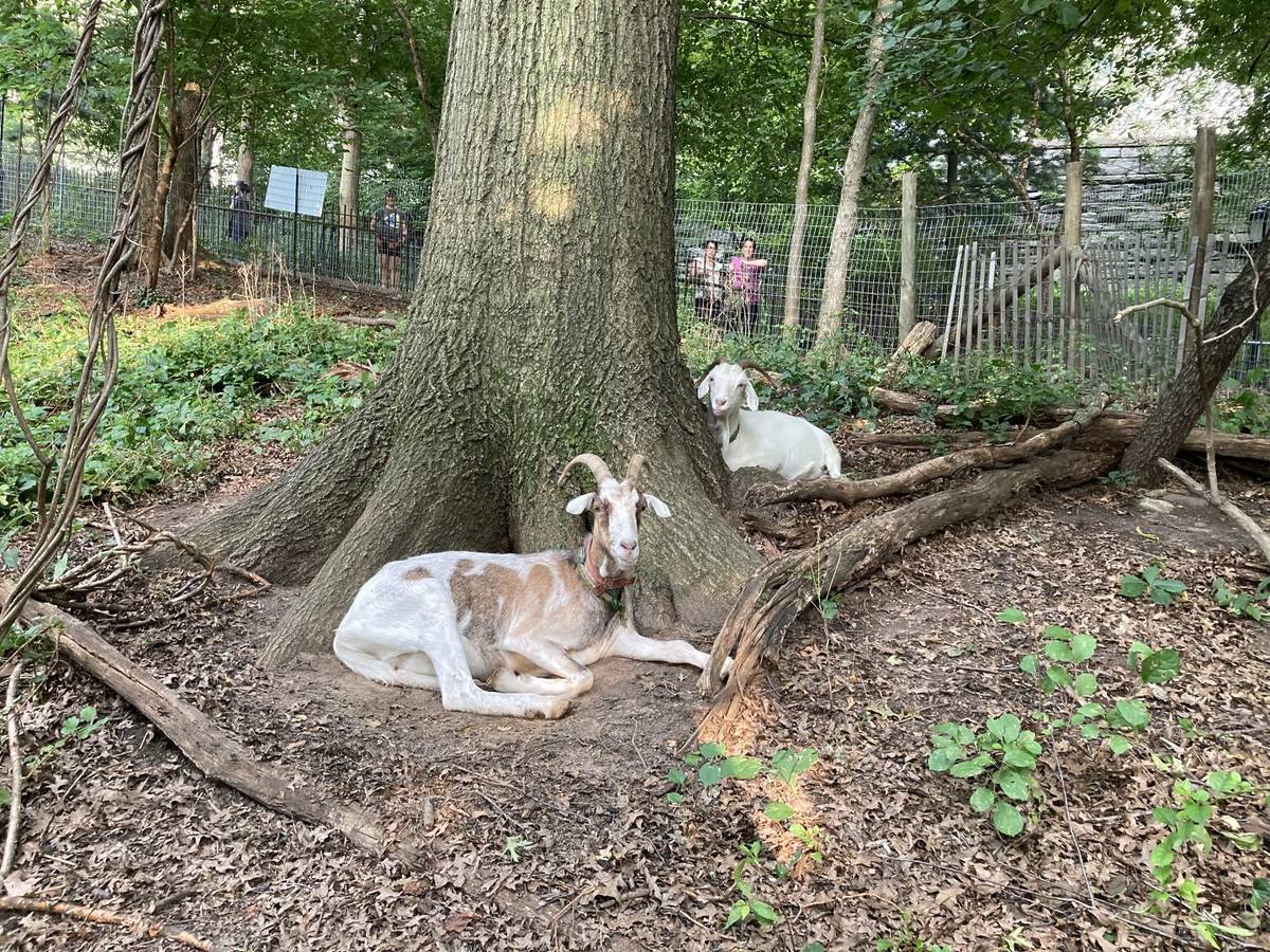 Goatham goats on Riverside Park slope