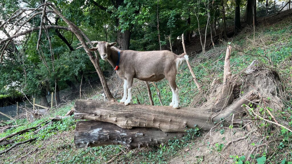 Goat in Riverside Park for Goatham