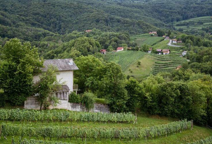 Vineyard Cerklje ob Krki, Slovenia