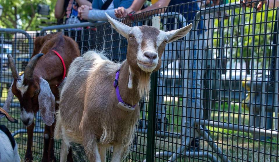 Meet The 5 Adorable Goats Competing In NYC’s Wildest Eating Contest Ever