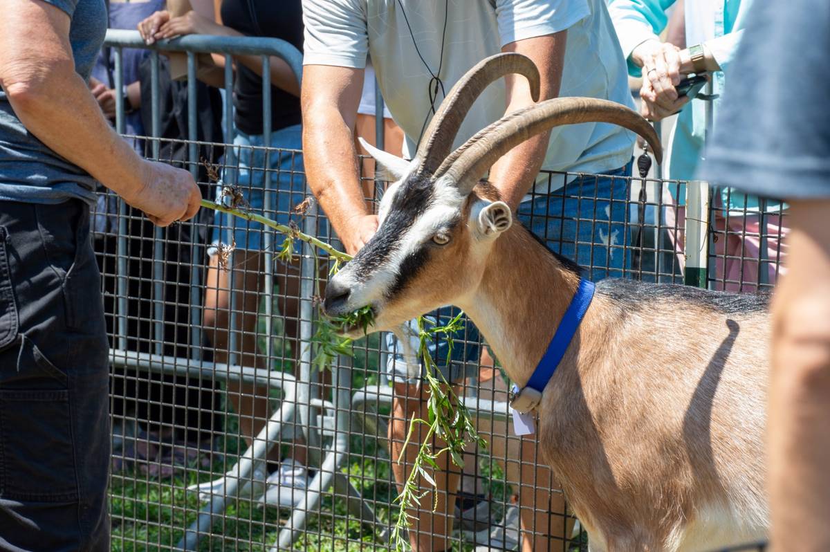 Someone feeding a goat at Riverside Park's Goatham