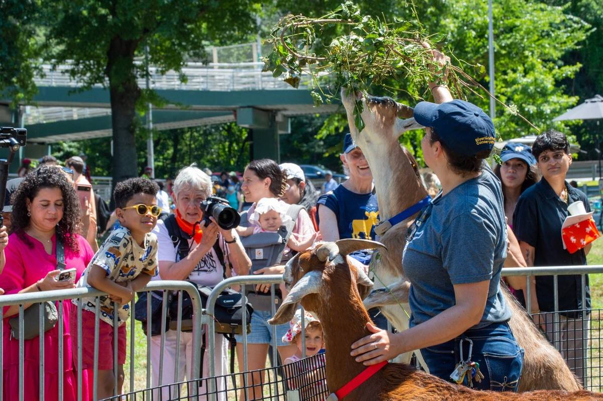 Goats being fed at Riverside park's Goatham