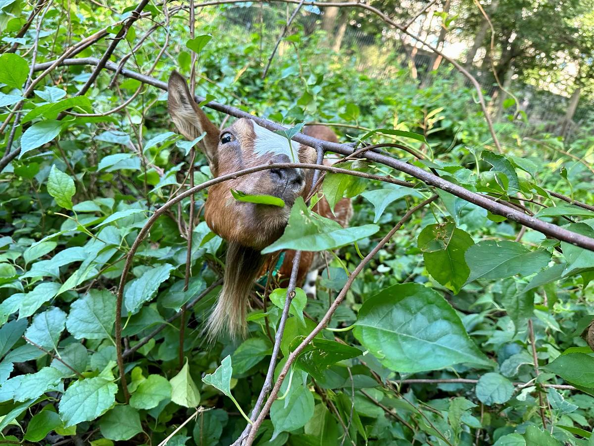 Goat's head peeking out of plants
