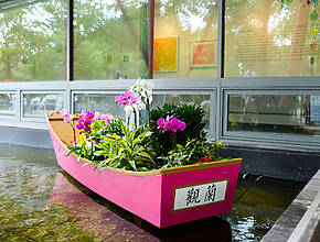 Conheça a impressionante exposição de orquídeas de Taiwan neste fim de semana no Queens Botanical Garden