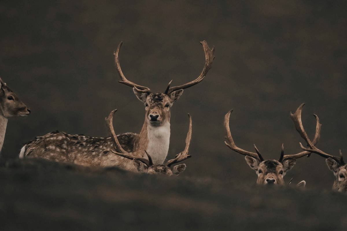 Bucks