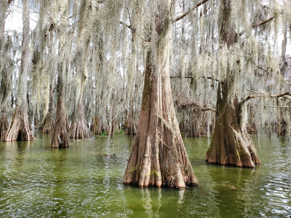 Mangrove trees in the river in Lafayette, LA