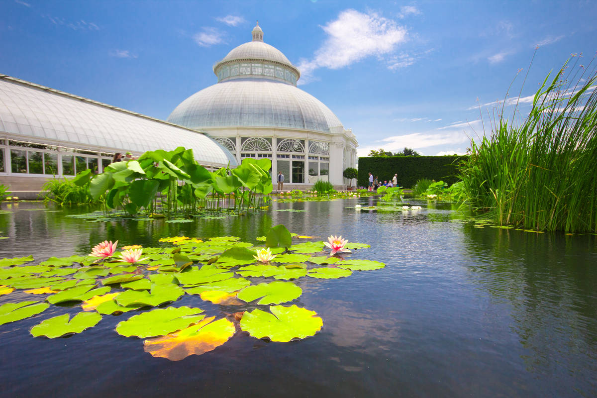 NYBG Water Lilly Pond at conservatory