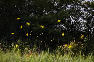 fireflies