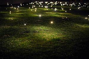 fireflies