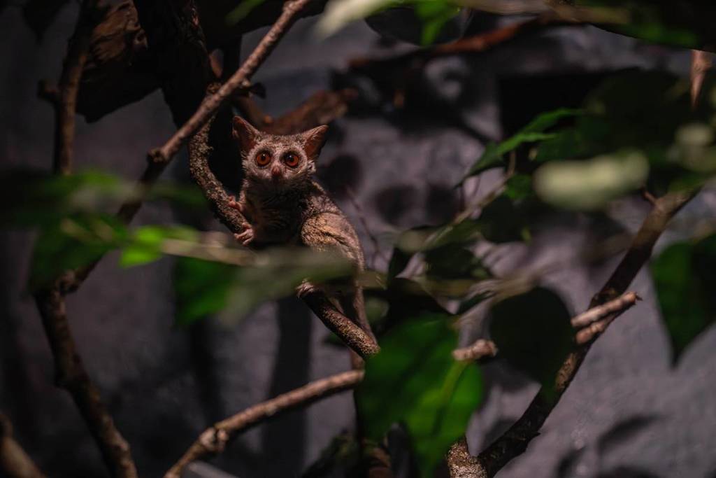 Southern Lesser Galago at the Bronx Zoo World of Darkness Exhibit