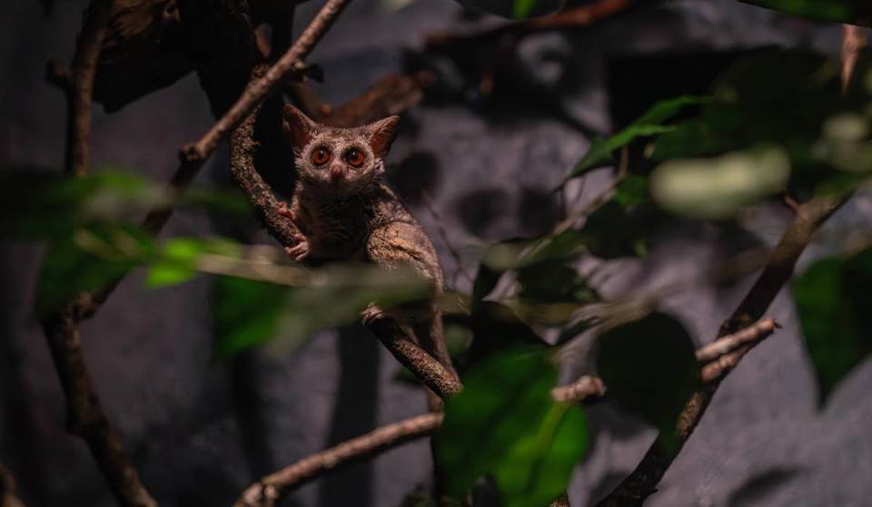 A exposição World Of Darkness do zoológico do Bronx reabre após 16 anos com 25 espécies de animais noturnos &#8211; alguns raramente vistos em zoológicos