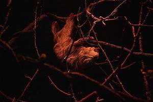 Hoffmann's two-toed Sloth