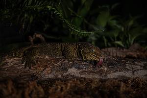 New Caledonian Giant Gecko