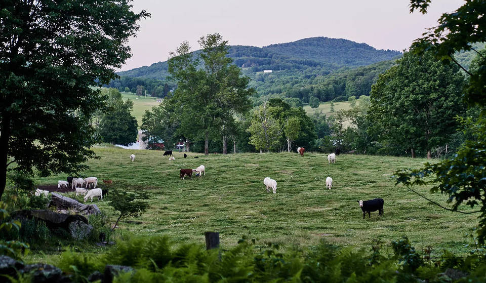 Een stad met meer koeien dan mensen is nu Upstate NY&#8217;s meest onverwachte bestemming voor fijnproevers