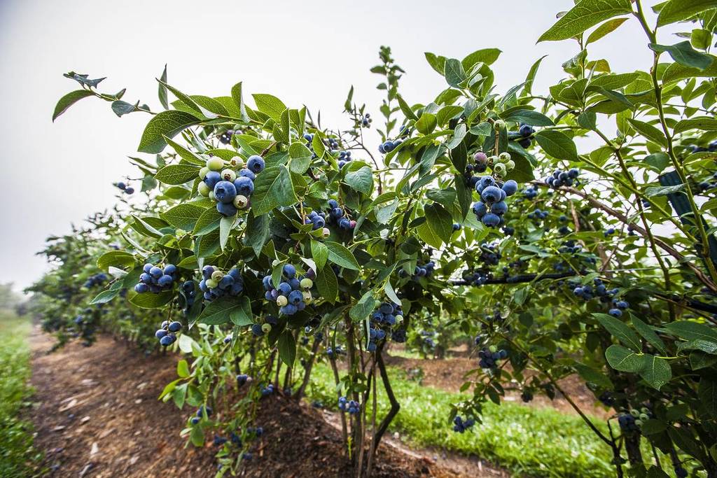 Blaubeerstrauch auf der Farm