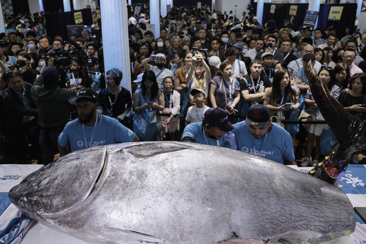 400+ tuna ready for cutting demonstration at Sushi-Con