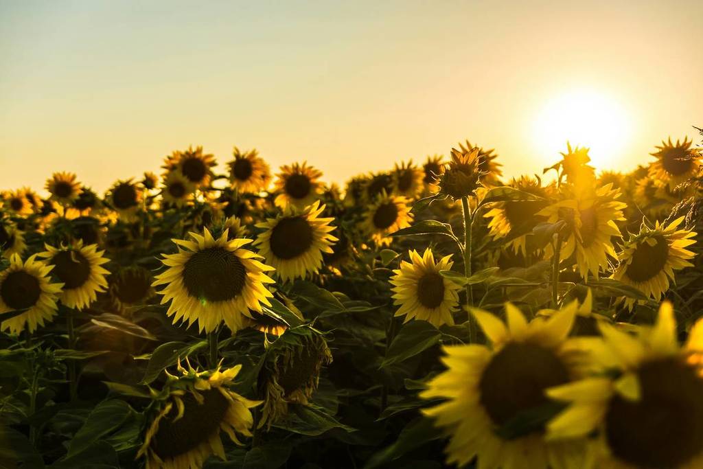 Un campo de girasoles con el sol empezando a ponerse