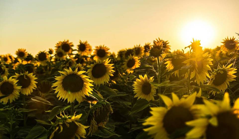 Este festival de girasoles U-Pick cerca de Nueva York ofrece magníficos campos, juegos de césped y cerveza «Sunny Honey», y las flores están oficialmente en flor.