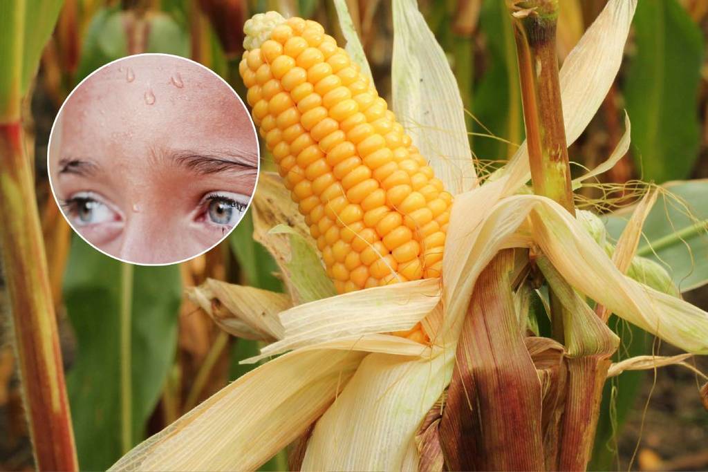 ‘Corn Sweat’ Is Real—And It Could Be Making NYC’s Heat Even Worse