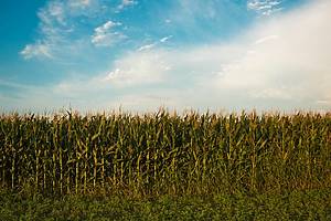 corn field