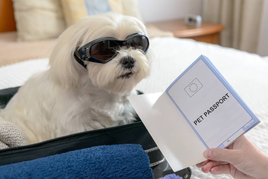 A white dog in sunglasses with a human holding up its pet passport