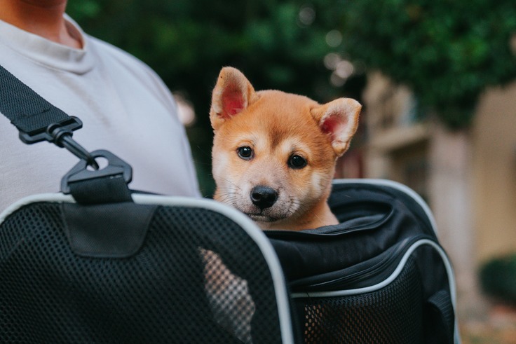 Dog in a carrier