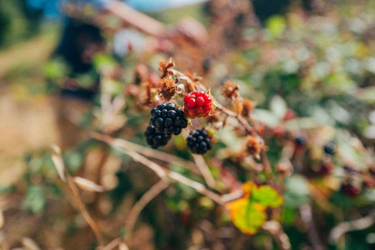 Berries in the wild