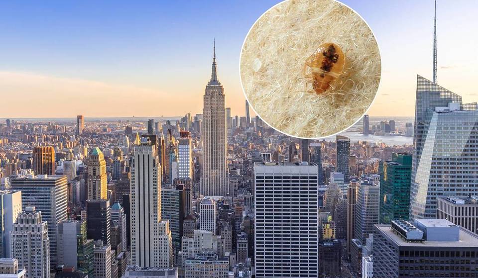 La ville de New York enfin détrônée comme l&rsquo;une des villes les plus infestées de punaises de lit en Amérique