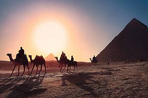 llamas and pyramid in egypt