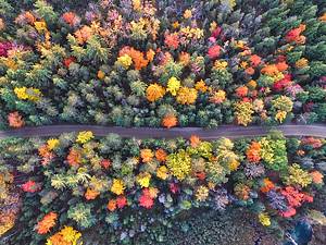 aerial view of fall foliage and a road