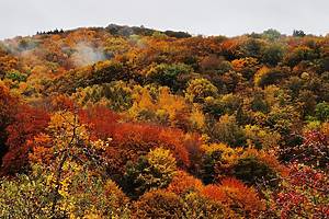 fall foliage