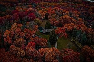 fall foliage