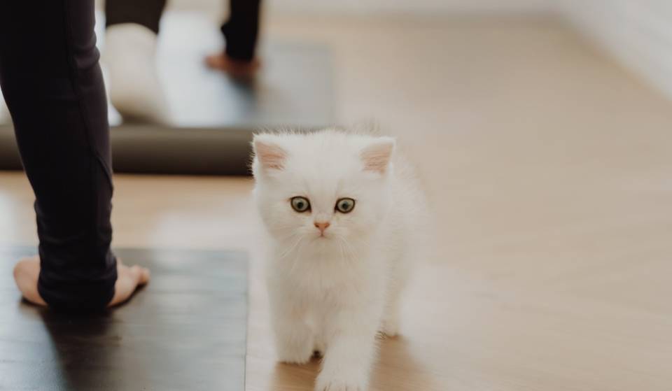 Nur in NYC: Diese Woche kannst du kostenlos eine „Chonky“-Katze adoptieren und bekommst dafür kostenlose Fitnesskurse